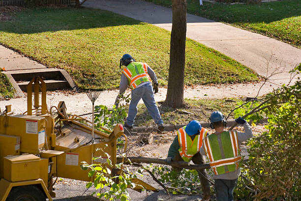 Best Tree Removal Services  in Wellsville, MO